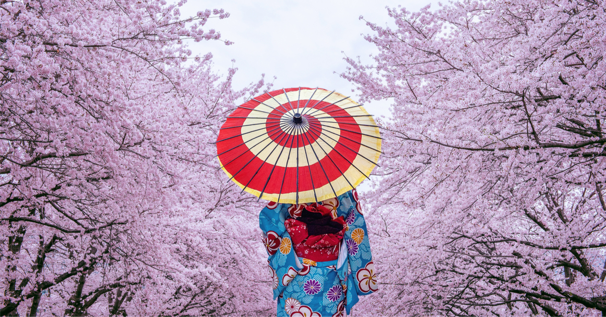 Floraison Des Cerisiers Au Japon Un Record Vieux De 10 Ans A Ete Battu