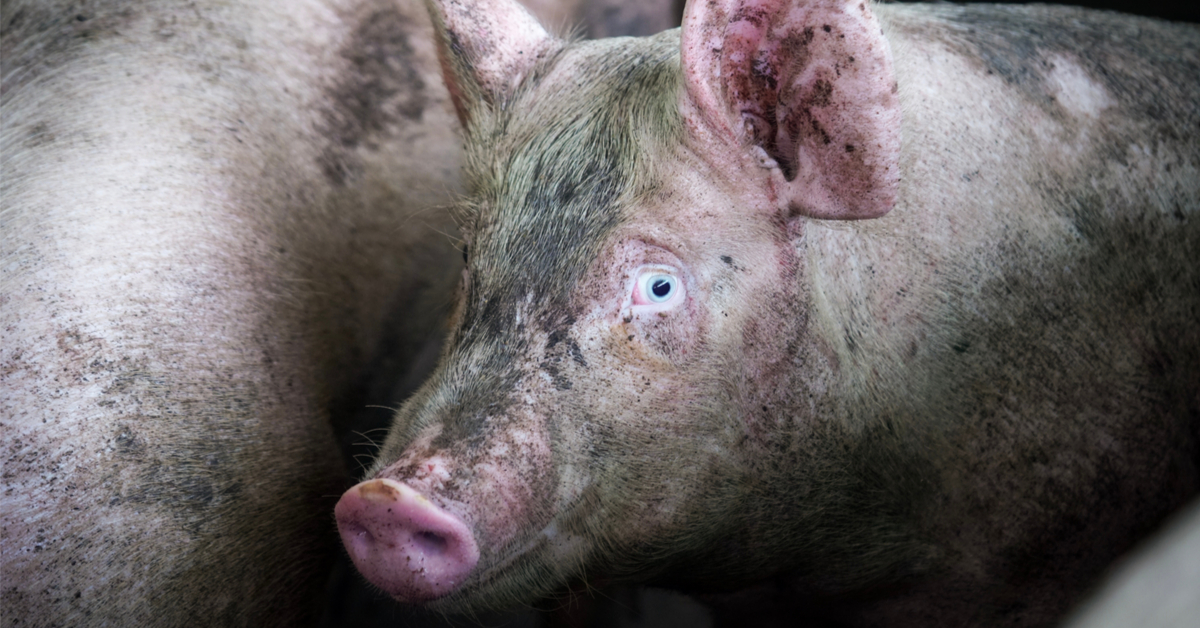 Nouvelles images choc dans un abattoir ! L214 demande un audit dans tous les abattoirs de France