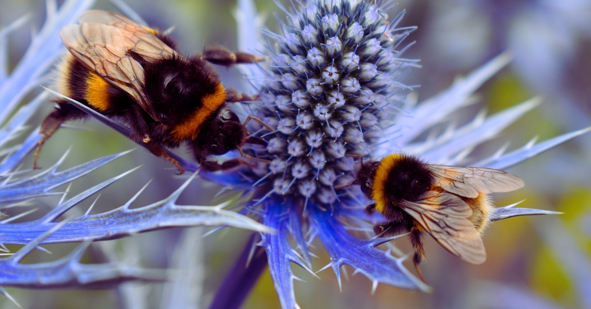 Abeilles domestiques et abeilles sauvages : la compétition des ressources