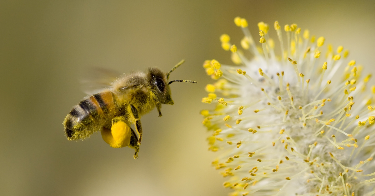 Désormais, les abeilles butinent aussi... des microplastiques !