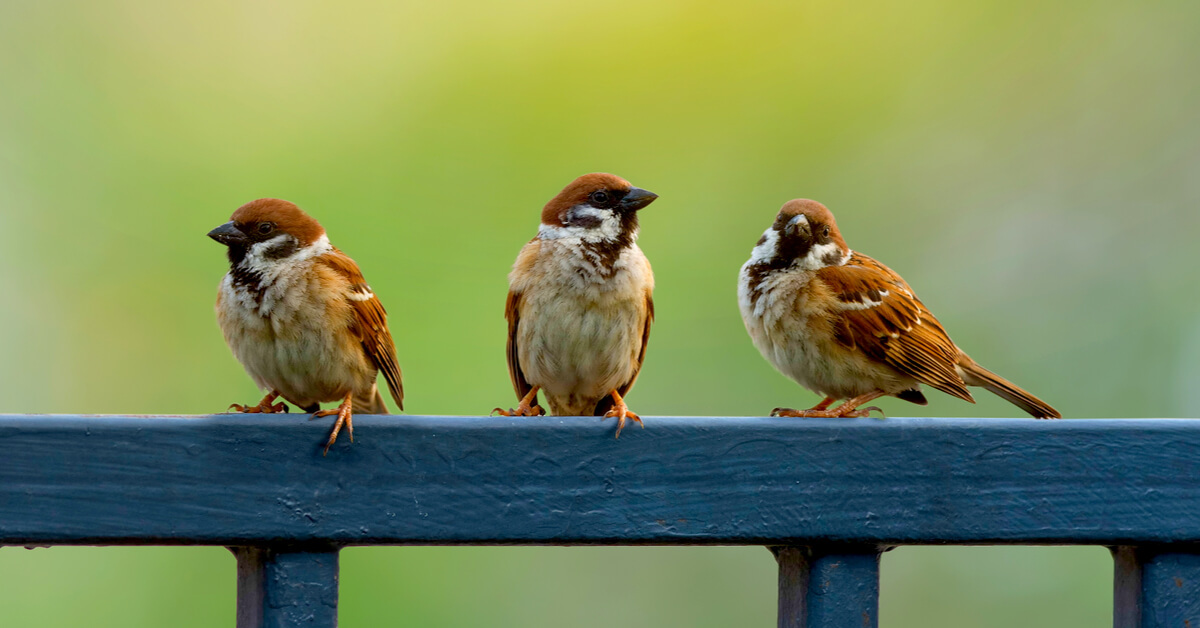 Dans la biodiversité ordinaire, protégeons le moineau friquet