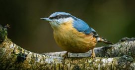 Les oiseaux de nos jardins, aussi utiles que beaux !