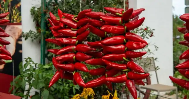 piment-d-espelette_shutterstock_1799315908-645x338.jpg.webp