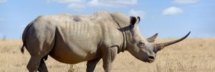 Avec leurs cornes radioactives, les rhinocéros d'Afrique du Sud ne craignent plus les braconniers