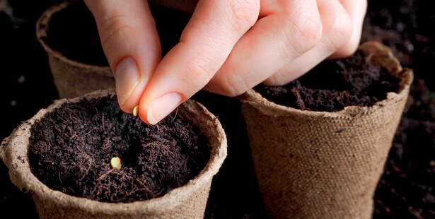 Terreau semis : quel terreau choisir selon les pousses ?