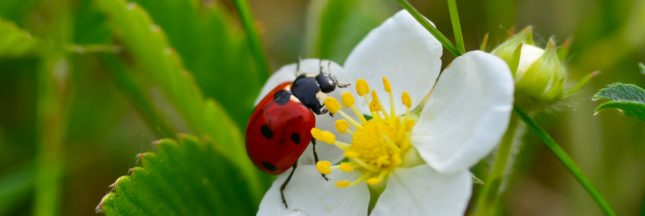 Insectes pollinisateurs – Il n’y a pas que les abeilles domestiques !