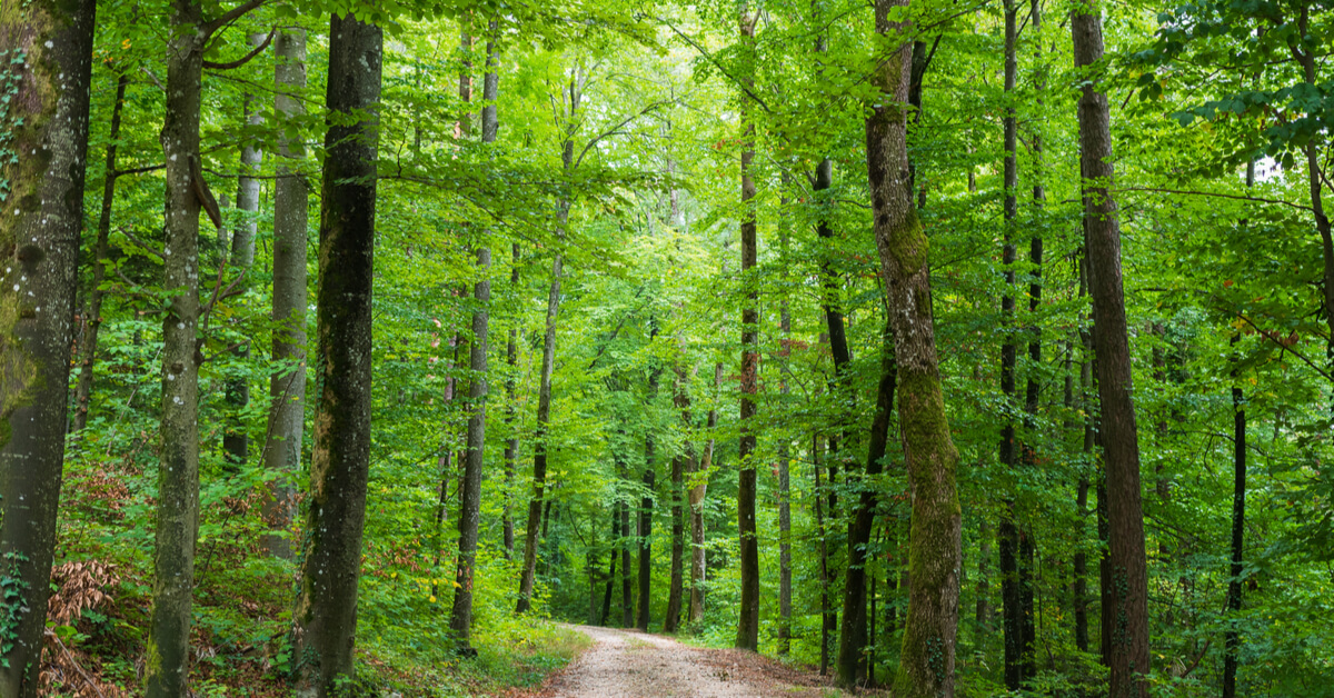 Pétition - Il faut sauver la forêt française pillée par les exploitants et la Chine