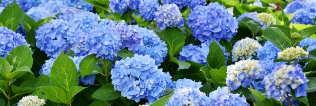 hortensia bleu