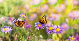 Insectes pollinisateurs – Il n’y a pas que les abeilles domestiques !