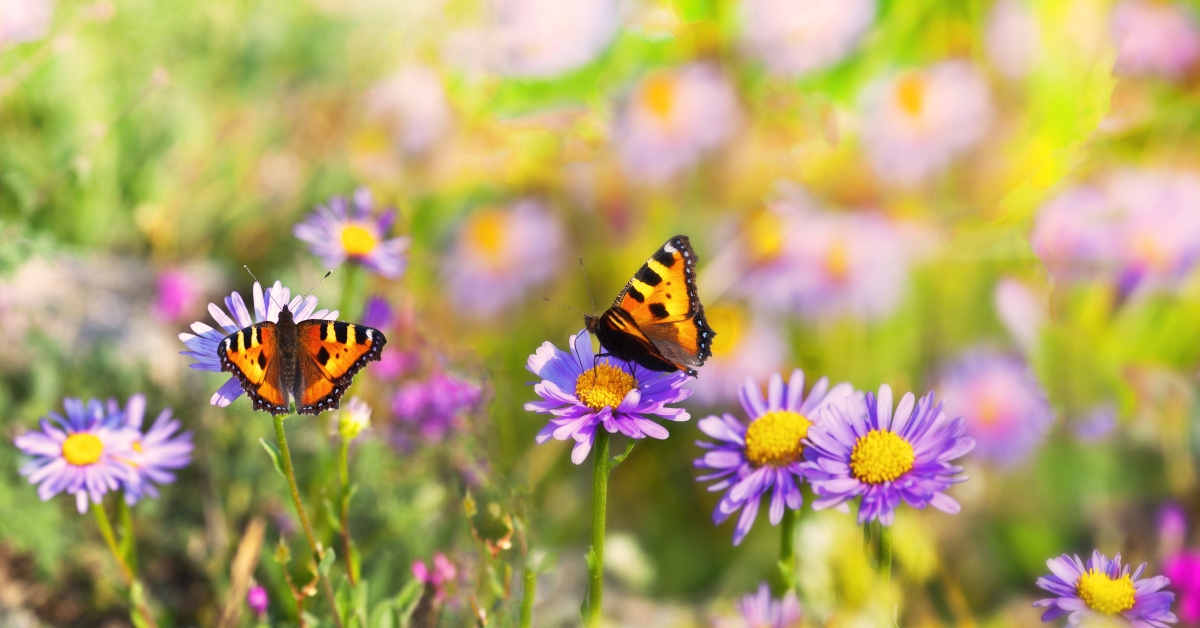 Insectes pollinisateurs - Il n'y a pas que les abeilles domestiques !