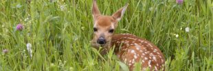 'Sauvons Bambi' des drones au service de la biodiversité