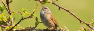 Dans la famille biodiversité ordinaire, parlons de l'accenteur mouchet