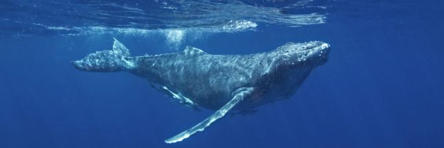 baleines sourdes