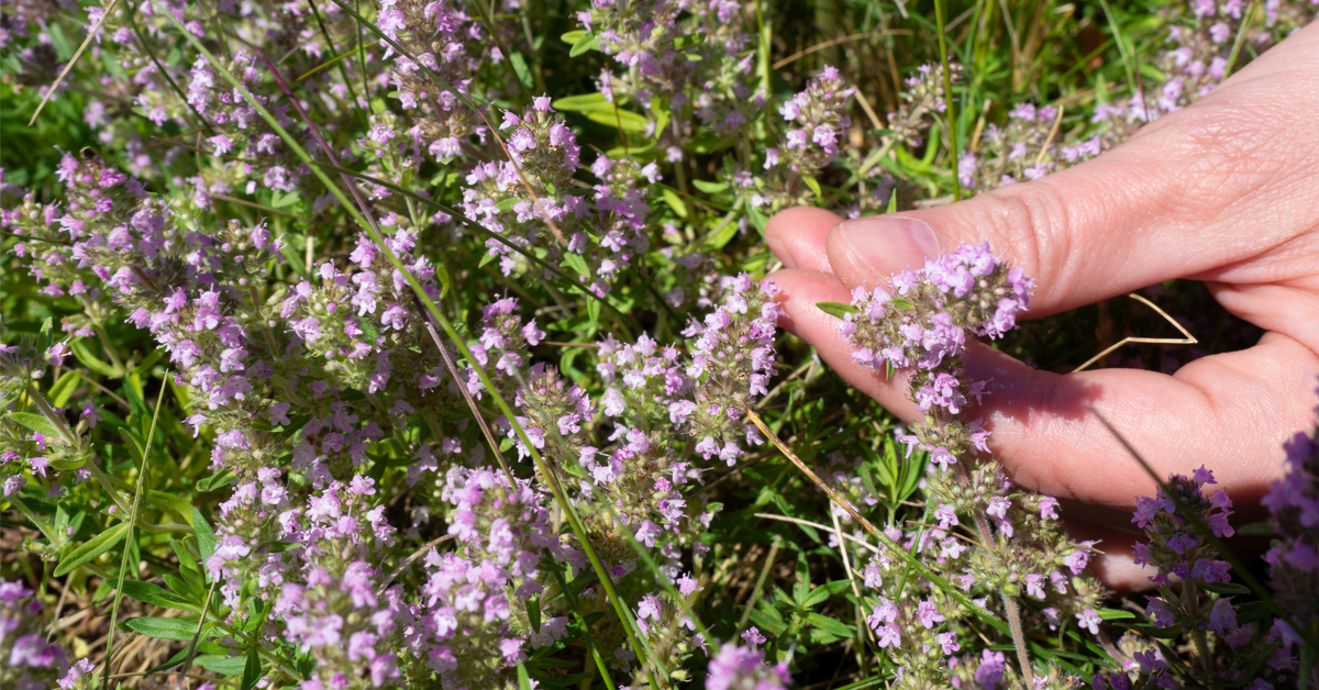 En ville, à la campagne ou en forêt : est-il autorisé de cueillir