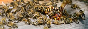Guêpe, abeille et autres bestioles volantes : comment les reconnaître ?