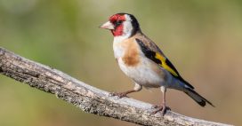 Dans la famille biodiversité ordinaire, protégeons le chardonneret