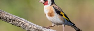 Dans la famille biodiversité ordinaire, protégeons le chardonneret