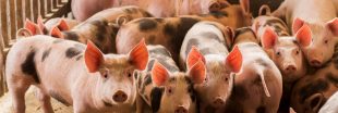 Retour inquiétant de la peste porcine qui menace les élevages dans plus de 50 pays