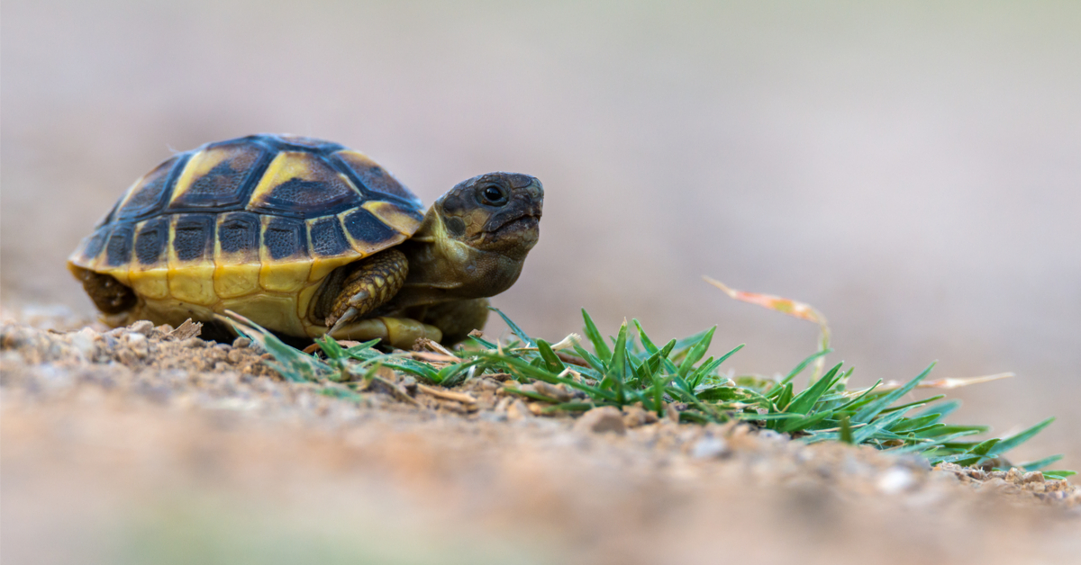 Victime de l'incendie dans le Var : la tortue Hermann a-t-elle encore une chance ?