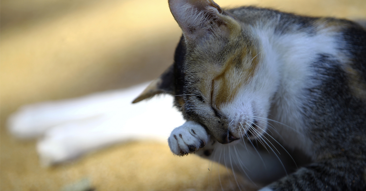 Les stars françaises contre la vente d'animaux en ligne et en animalerie