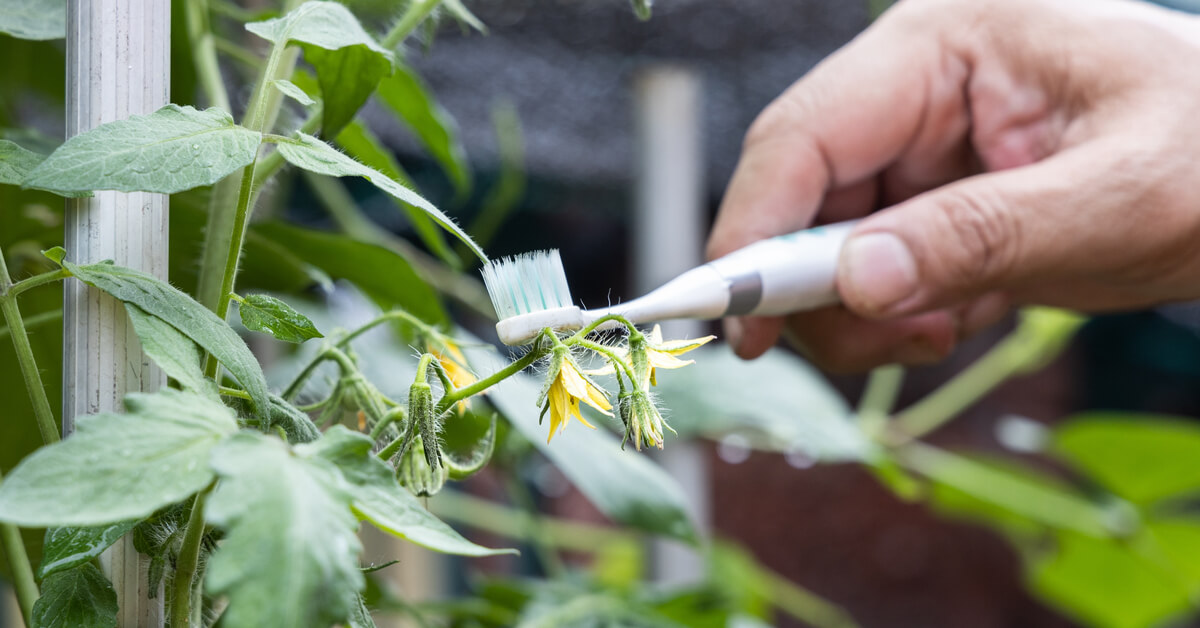 La brosse à dents électrique au secours des abeilles