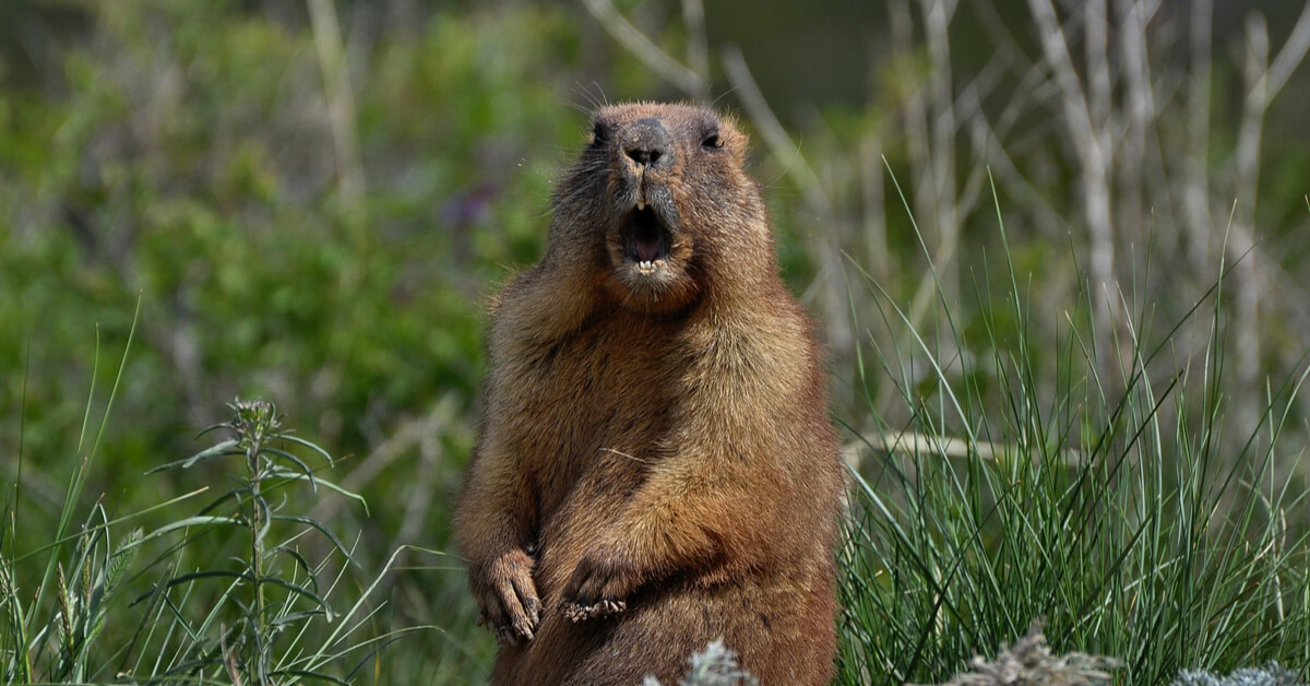 Carton rouge - Saviez-vous qu'en 2021, on peut encore chasser la marmotte ?