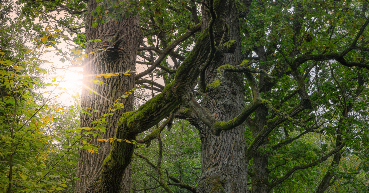 Faire renaitre une forêt primaire en Europe de l'Ouest, le pari fou d'un botaniste français !