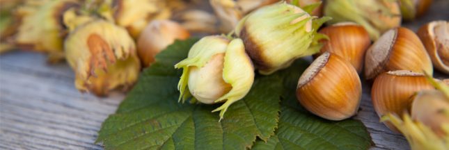 noisettes italie Ferrero