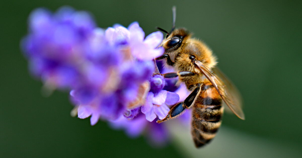 Plus d'un million de signatures en Europe pour sauver les abeilles
