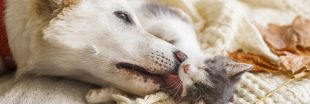 Maltraitance animale - Un 'certificat d'engagement et de connaissance' nécessaire pour adopter un animal de compagnie