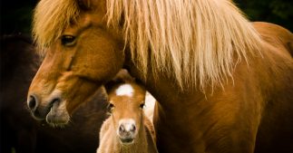 La vie des juments allaitantes dans l'horreur des fermes à sang en Islande