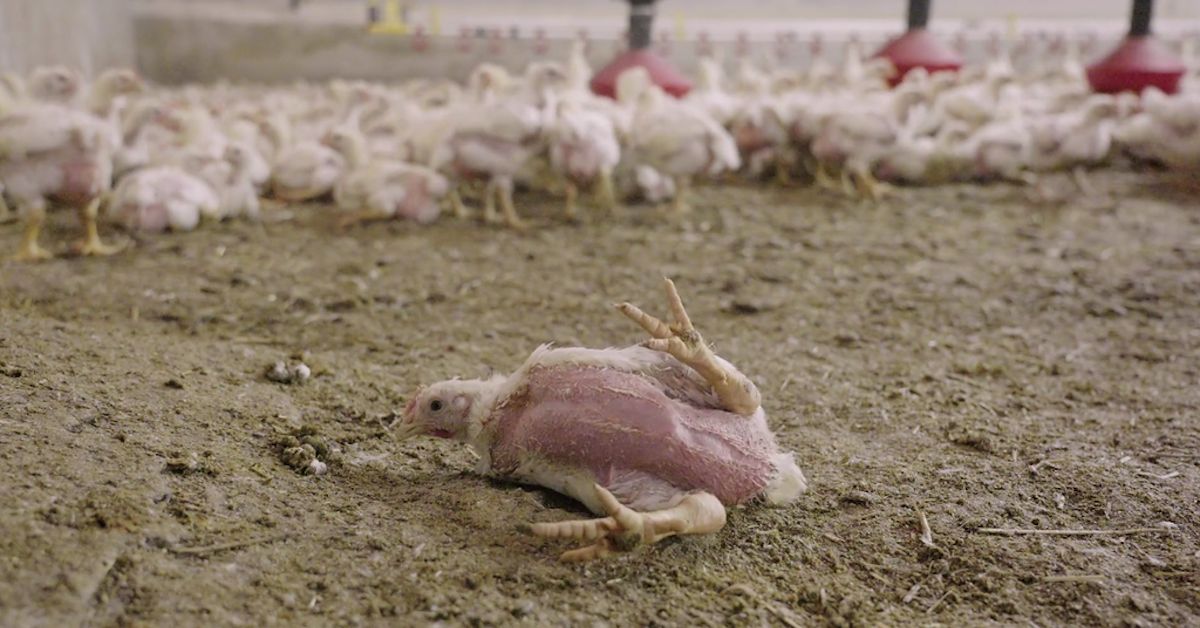Des « frankenchickens » filmés par L214 : pourquoi les poulets d'élevage  grossissent quatre fois plus vite - Le Parisien
