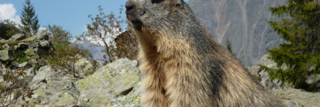 marmotte