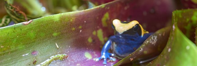 neoregelia