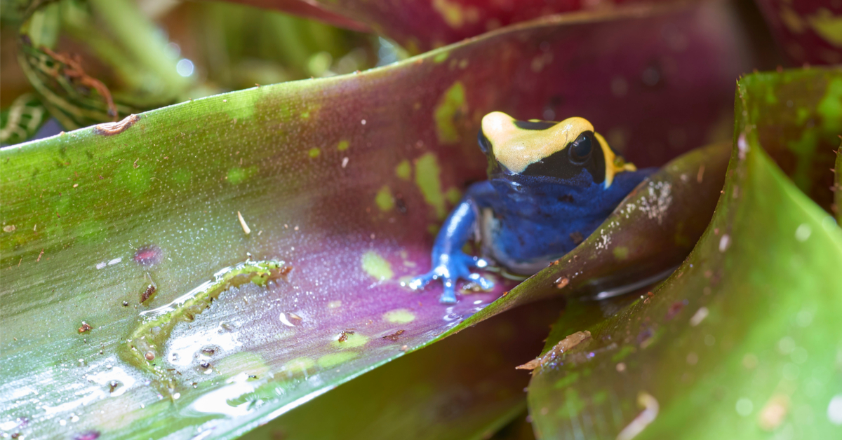 Les Neoregelia : Un peu de forêt tropicale chez vous !