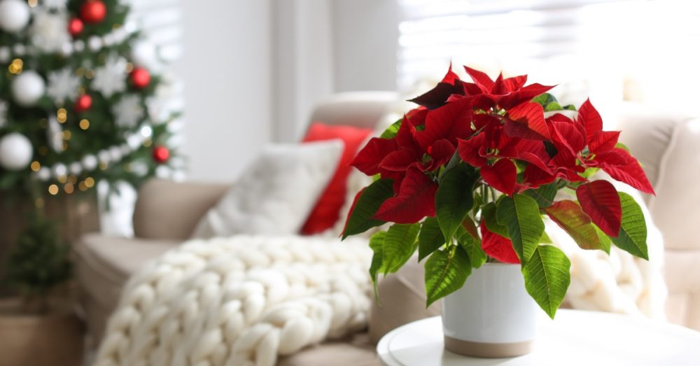 Comment Faire Durer Votre étoile De Noël Le Poinsettia