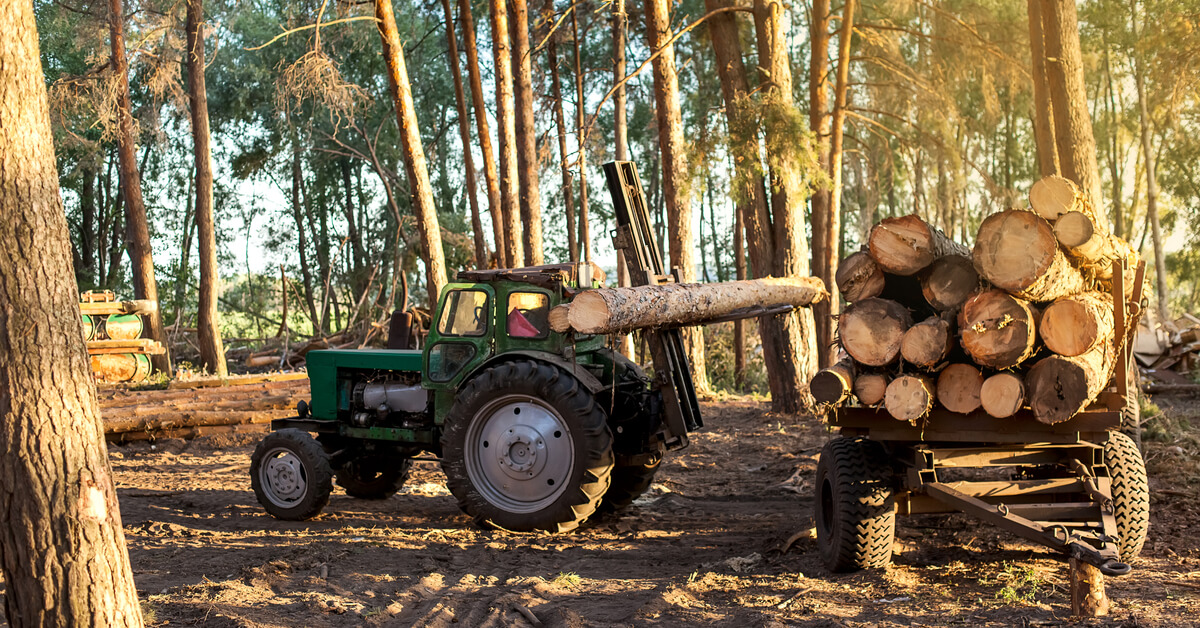 Déforestation : 1 multinationale sur 3 n'a aucun engagement en faveur des forêts