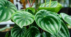 En janvier : bouturez le Peperomia