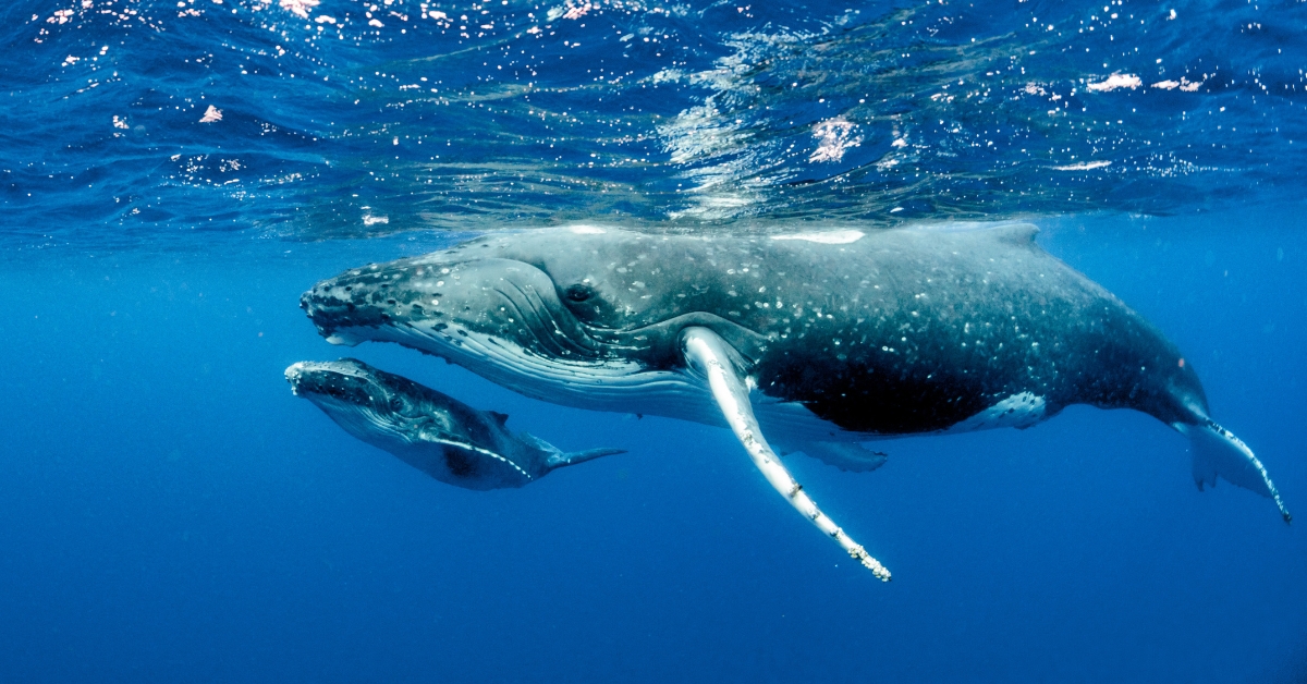 Si les humains vivaient comme des Baleines...