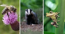 Apprendre à connaître la biodiversité ordinaire pour mieux la protéger