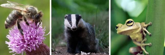 biodiversité ordinaire