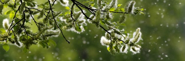 saison des allergies