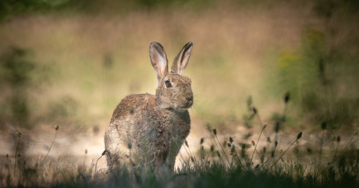 Paris :  épargnés, les lapins de Garenne gambadent librement aux Invalides !