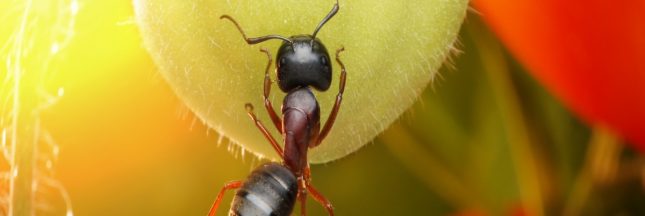 Fourmis au jardin