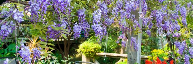 glycine sur un balcon