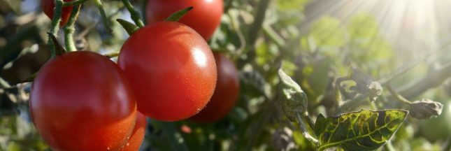 Des plants de tomates par canicule