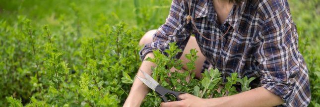 Que faire au potager en juin ?