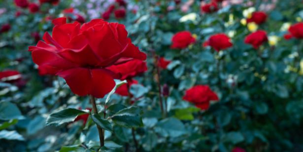 Rose du désert : faire pousser et fleurir, entretenir et bouturer