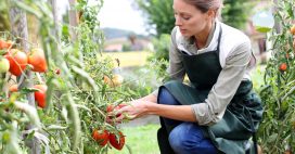 Booster les tomates : engrais naturel et astuces pour une belle récolte !