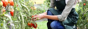 Booster les tomates : engrais naturel et astuces pour une belle récolte !